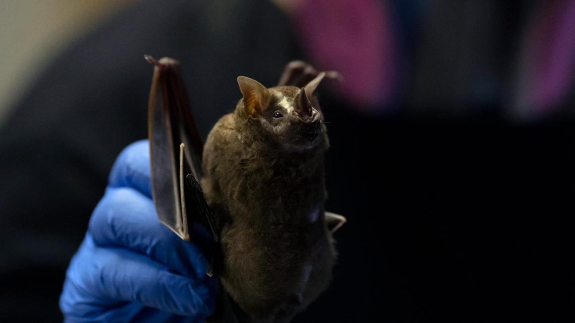 Rabid bat found near North Texas apartment complex