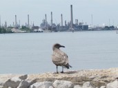 Sarnia-area unemployment rate climbed in May | The Woodstock Sentinel Review
