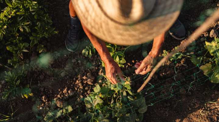 17 Easy-To-Grow Vegetables That'll Thrive In Shady Areas Of Your Garden