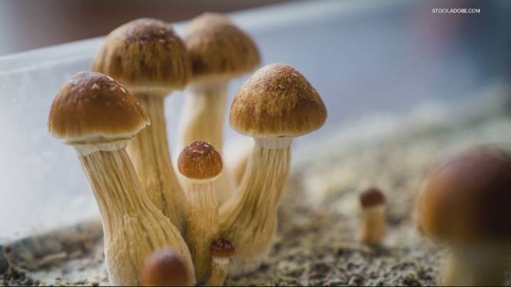 Costly psilocybin therapy shows promise for low-income adults with depression