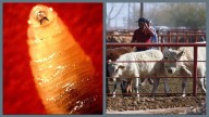Flesh-eating screwworm case detected in person in U.S. for first time in years