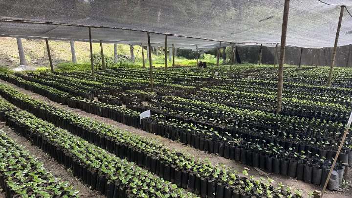 Fortalecen cafetales: productores reciben plantas resistentes a la roya y otras plagas