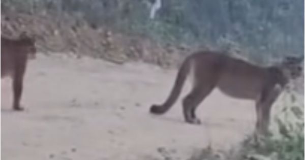 Aparecieron dos pumas en Salta: se los cruzaron de frente
