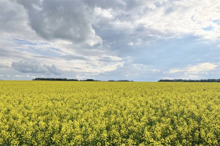 0.3 per cent of major crops in Central Alberta have been combined