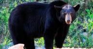 Atención, estadounidenses: por primera vez en una década, este estado autorizó la caza del oso negro