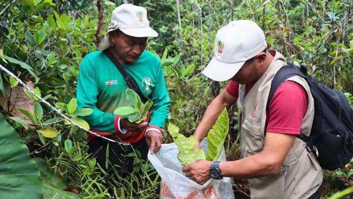 Expedición científica halla especies únicas en varillales de Amazonas
