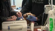 Crews rescue puppy that fell into murky Fort Lauderdale pool