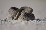 Expertos acuden a una casa en Arizona para retirar a una serpiente de cascabel y encuentran algo nunca visto: “se trata de una mutación genética”