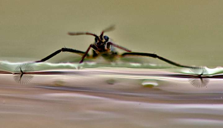 Abanicos para andar en el agua. Un robot se inspira en el sistema usado por un insecto