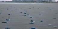 French nuclear power plant shut down due to jellyfish swarm