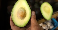 ¿Cuánta palta le compra Chile a Perú? La industria de ambos países frente a frente
