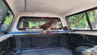 Pennsylvania Kayaker Returned To Find Massive Animal Sitting Quietly Inside His Truck
