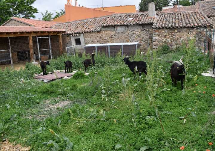 Sorpresa por las «numerosas» consultas sobre cabras tras los incendios