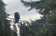 Scene in Edmonds: Around town Friday