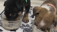Orphaned puppies rescued after mom killed need homes