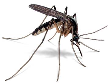 West Nile virus surveillance testing finds second positive bird and mosquito pool in Simcoe