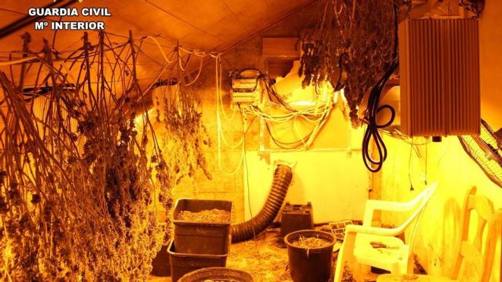 Una denuncia sobre maltrato animal en Murcia destapa un secadero de marihuana