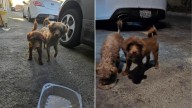 Sweet Dog Siblings Found Playing Near California Mall, Unaware They've Been Abandoned