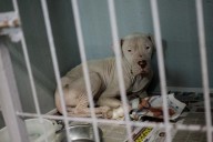 Refugios en Florida de mascotas abandonadas por deportaciones colapsan y piden ayuda