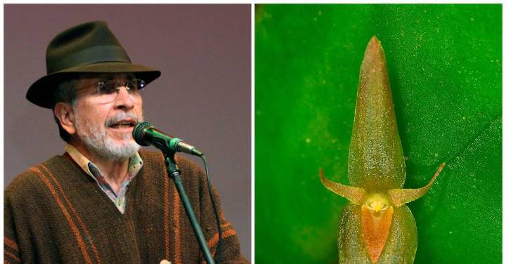 Descubren nueva especie de orquídea en Colombia y su nombre le rinde homenaje a Jorge Velosa