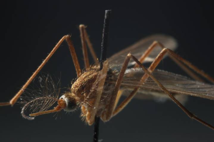 Health department: West Nile virus detected in Porter County