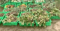 Fall planting deadline is coming up soon