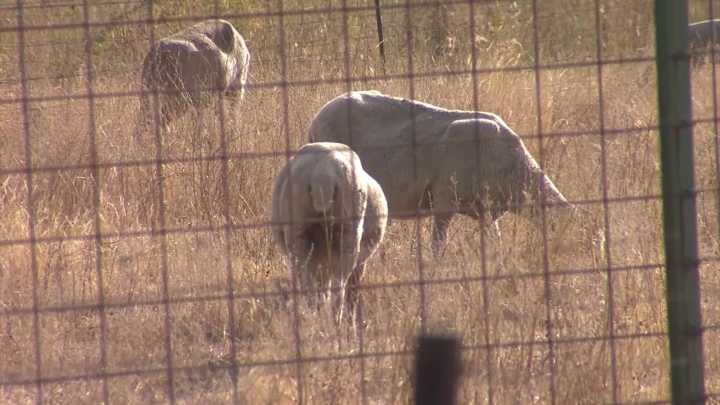 Detectado un nuevo foco de lengua azul en la localidad cacereña de Arroyomolinos More
