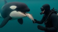 El vídeo de la orca que se ha hecho viral en TikTok es falso: la verdad tras el vídeo que arrasa en redes