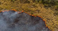 ¿Puede la vegetación recuperarse por sí sola después de un incendio forestal?