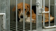 Premier Doug Ford warns Ontario scientists doing medical tests on dogs to 'stop before I catch you'