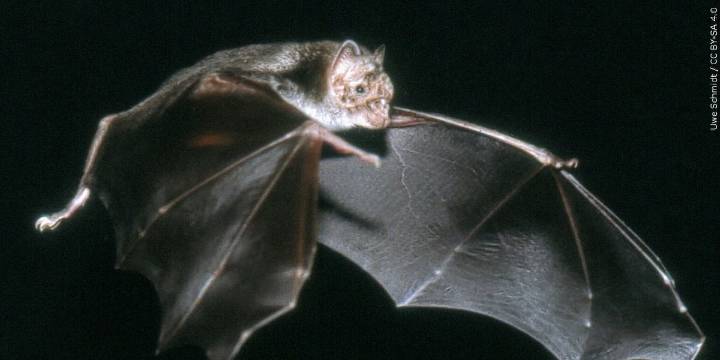 Bat tests positive for rabies