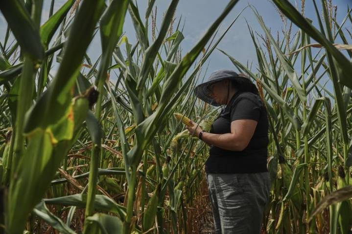 To get a perfect ear of corn, weather has to cooperate. Climate change is making…