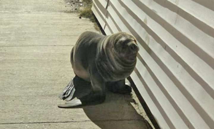 Sernapesca rescató a ejemplar de lobo marino desde las calles de Playa Norte