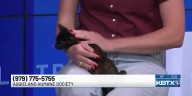 Aggieland Humane Society’s Pet of the Week: Bonjour