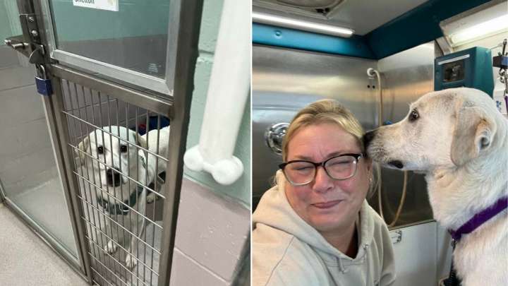 Connecticut Family Gives Up Shelter Dog Just One Week After Adoption, Saying He’s “Too Much”