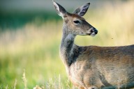 North Dakota archery deer season opens Aug. 29