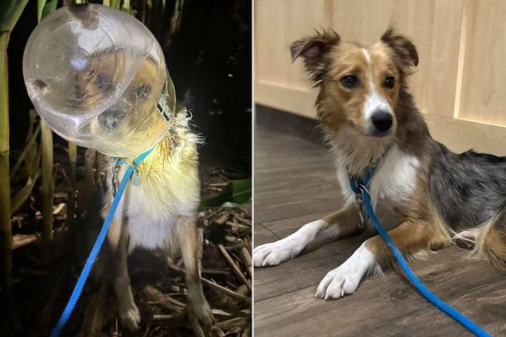 Drone Used to Save Distressed Dog with Head Stuck in Pretzel Container