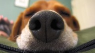 Dogs Able to Sniff Out Parkinson’s Before Symptoms Appear