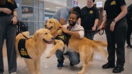 Here's why Hertz is bringing dogs to airports