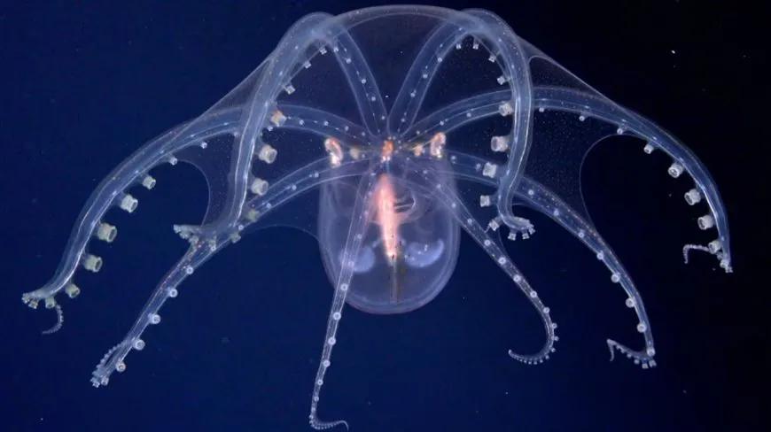 Tras el furor por la expedición submarina del Conicet, cuándo y dónde será el próximo viaje al fondo del mar