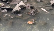Beaches-East York councillor confirms sewage spill in Taylor