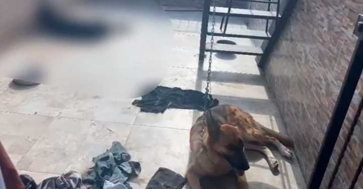Encontraron dos perros amarrados, uno de ellos muerto, en la terraza de una casa en La Floresta, Medellín