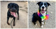 Meet Aura and Champ: Eastsider Pets of the Week!