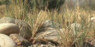 First Alert Weather: Drought leads to less demand for mowing