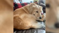 Colorado Couple Thinks They Adopted A Golden Retriever Mix, Then Comes A Shock