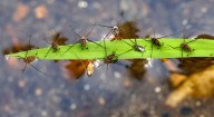 Water striders walk on water or breathe under it, have wild bursts of speed and paralyze their prey