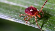Hundreds on Martha's Vineyard develop tick
