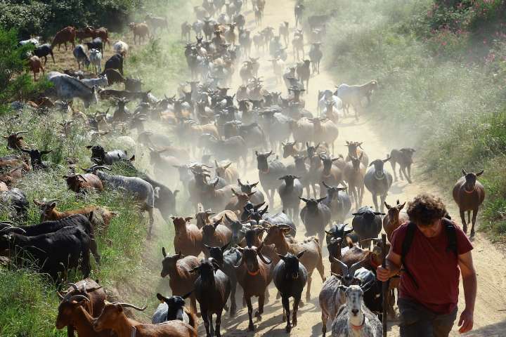 Catalonia’s goat herders savour their victories in keeping wildfires at bay
