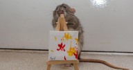 Rats’ mini masterpieces sell for thousands