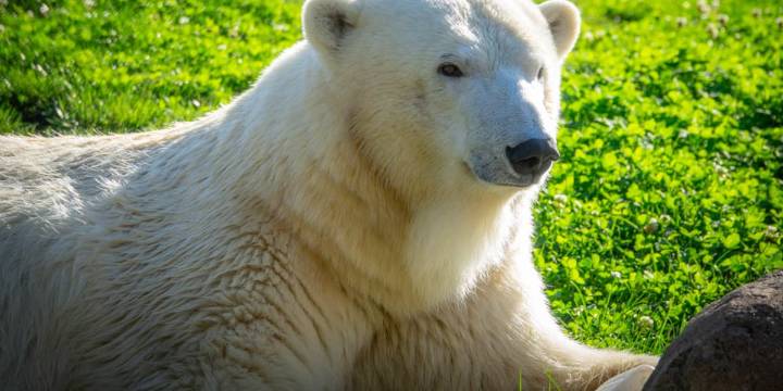 Oregon Zoo polar bear moving to Chicago for the chance to have babies